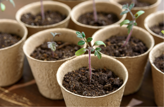 Compostables
